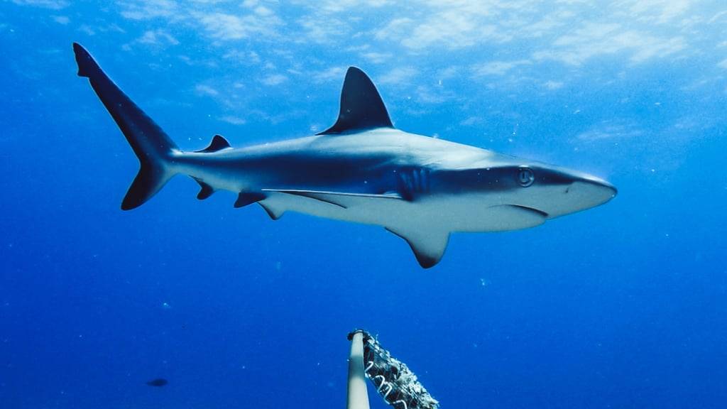 23-Jähriger schwebt nach Haiangriff in kritischem Zustand