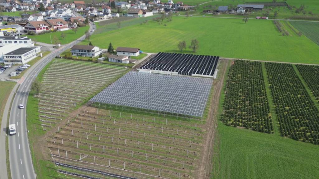 Solaranlage über Himbeerfeld in Gelfingen