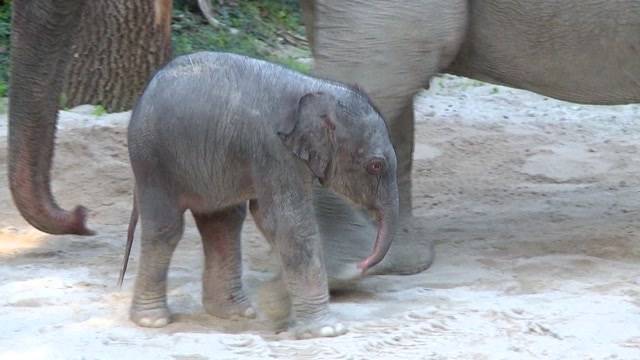 Elefantenbaby im Zoo