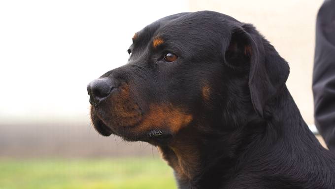 «Rottweiler sind keine Prestigeobjekte»: Das fasziniert Aargauer Züchterin an den Listenhunden