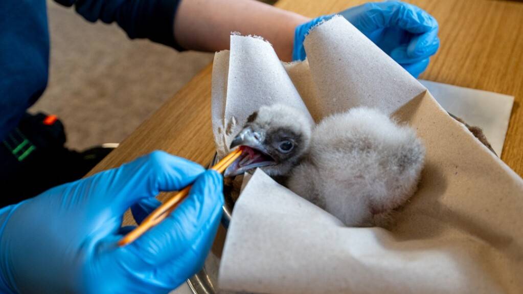 Das Bartgeierküken zeigte sich nach dem Schlupf vital und hungrig, so dass es in die Obhut seiner Eltern übergeben werden konnte.