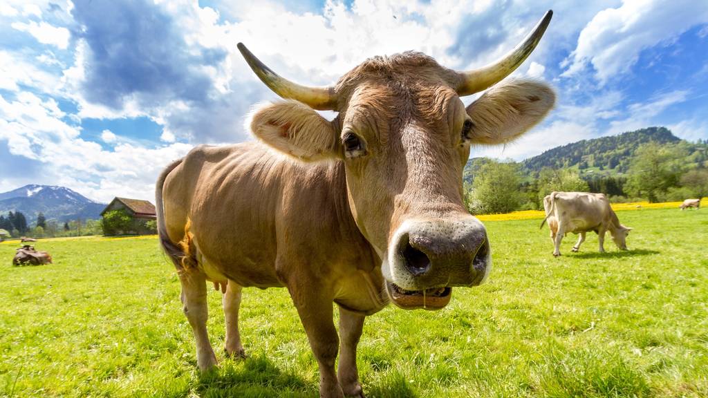 Das sind die beliebtesten Kuhnamen der Schweiz