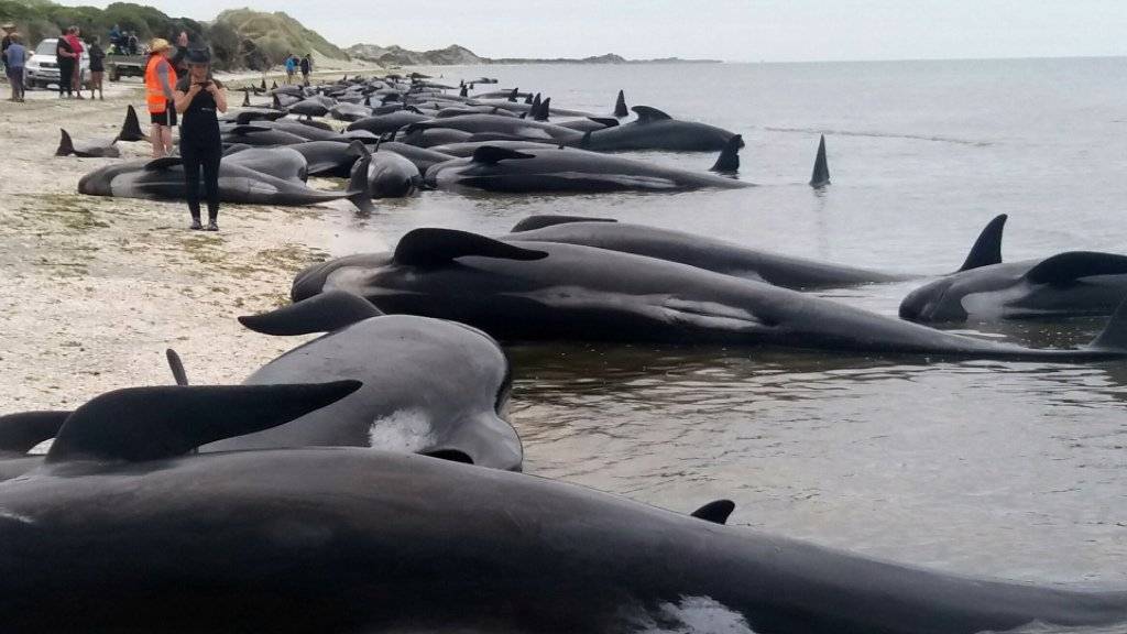 Über 300 Grindwale sind in Neuseeland gestrandet und verendet.