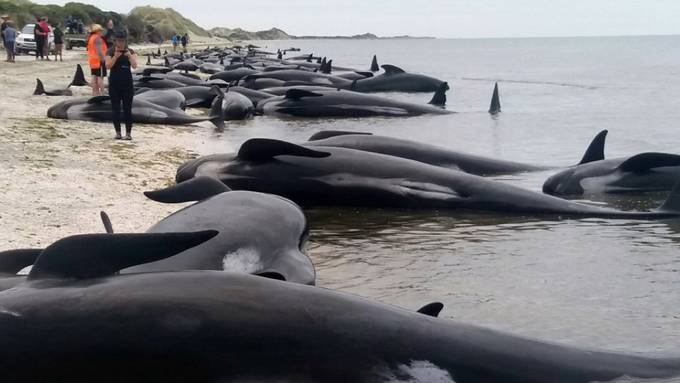 Mehr als 300 Grindwale in Neuseeland verendet