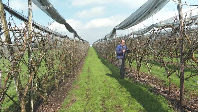 Mit Frost gegen Frost: Luzerner Bauer mit speziellem Obstschutz