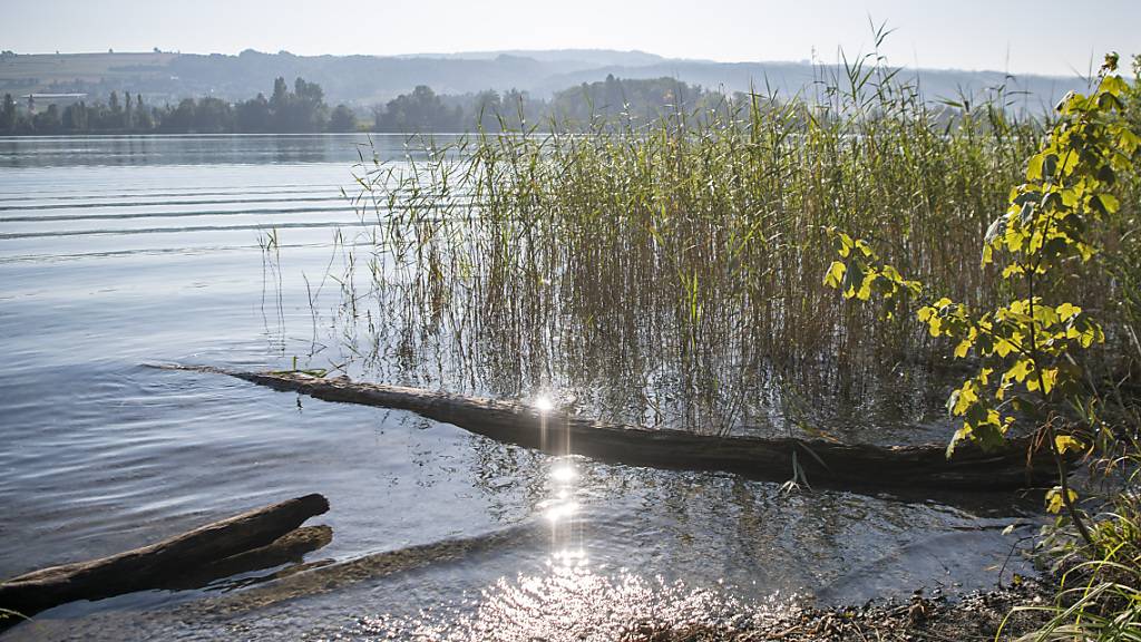 Das Ufergebiet des Hallwilersees zwischen Beinwil am See und Mosen. (Archivaufnahme)