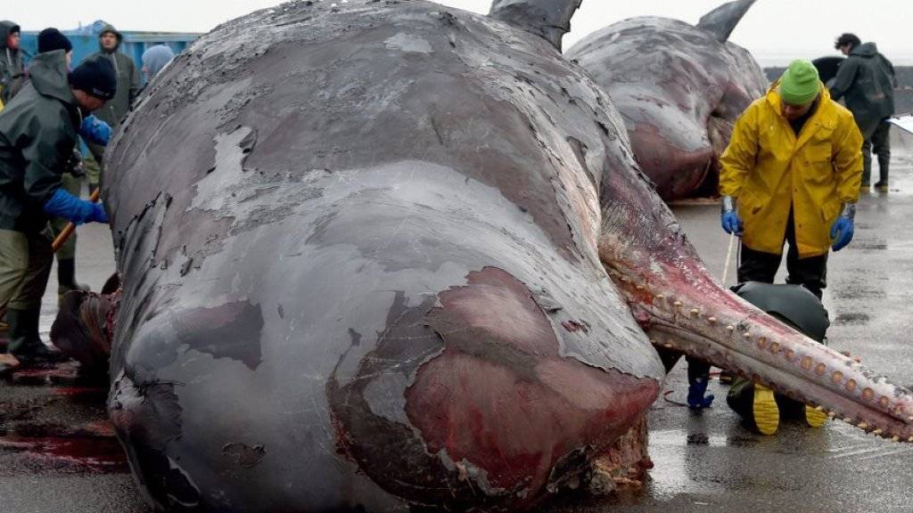 Kadaver gestrandeter Wale werden am Donnerstag im deutschen Nordstrand von Experten zerlegt.