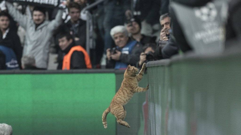 Die Katze avancierte in Istanbul kurzzeitig zum TV-Star