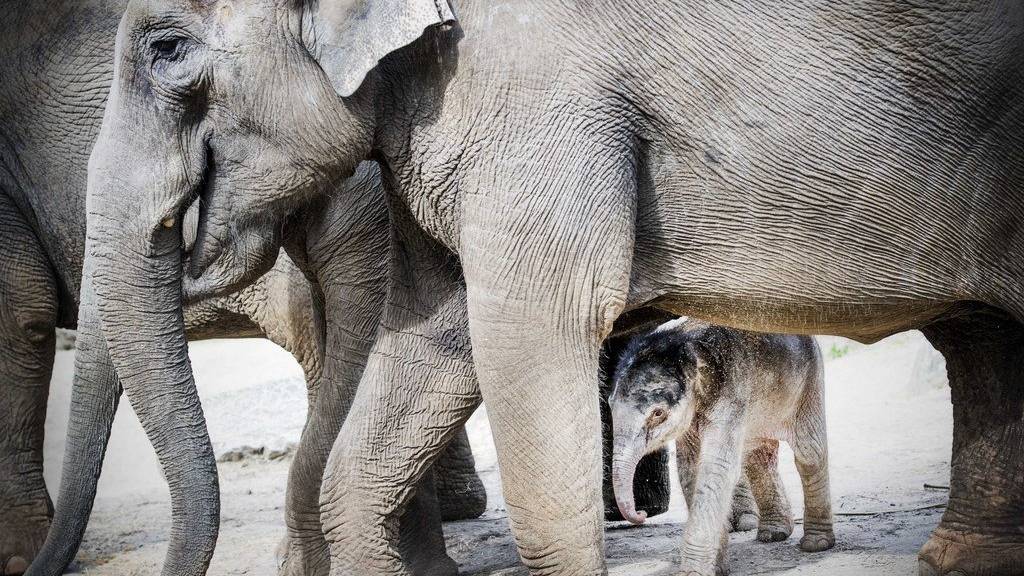 Wird von seiner Herde beschützt: Ein Elefanten-Baby im niederländischen Amersfoort.