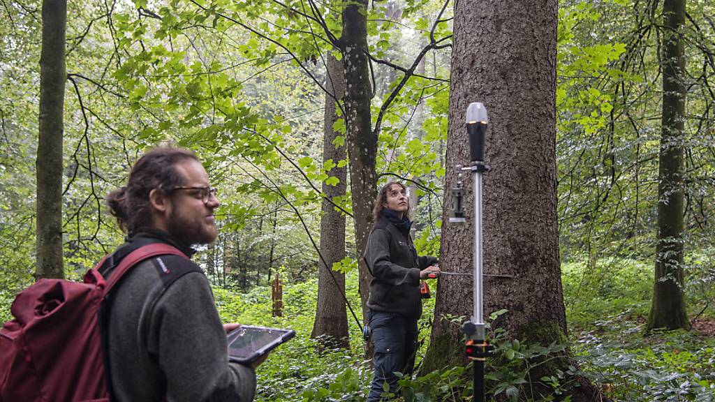 Die Zuger Waldplaner Linus Ender (links)  und Sabrina Maurer (rechts) bemessen für die Waldinventur einen Baum.