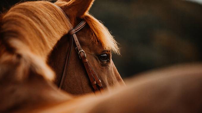200 Kilometer: Zu Pferd an die Aargauer Landwirtschaftsmesse 