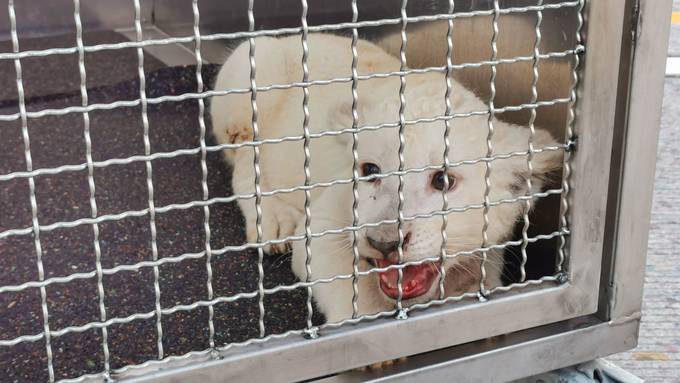 Weisses Löwen-Baby auf Deutscher Autobahn gefunden