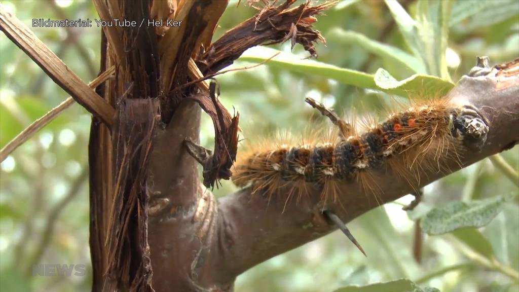 Bäume von giftiger Feuerraupe befallen: Gemeinde Köniz warnt vor den Haaren des Insektes