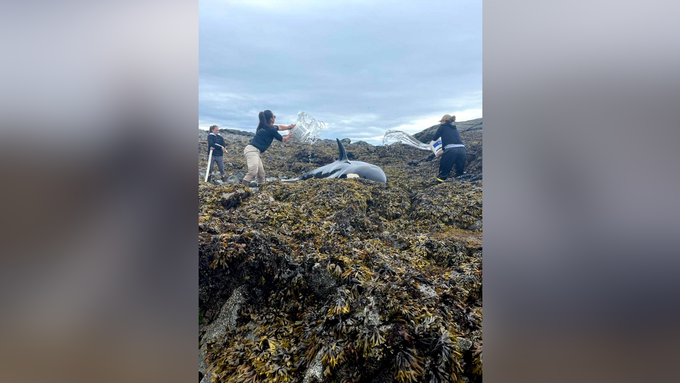 Jacht-Crew rettet gestrandeten Orca in Alaska