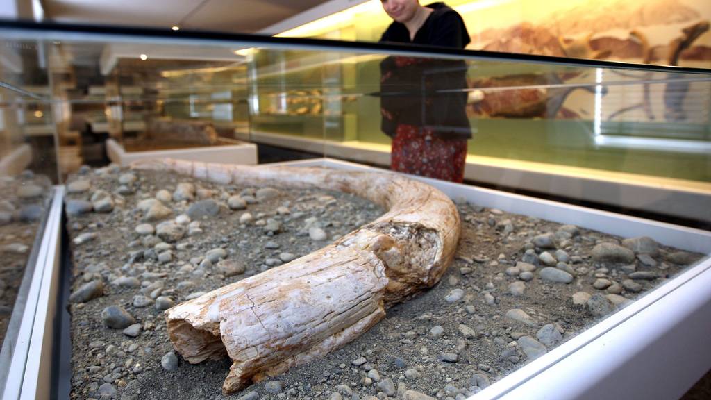 Das Naturmuseum in Luzern bietet verschiedenste Ausstellungen