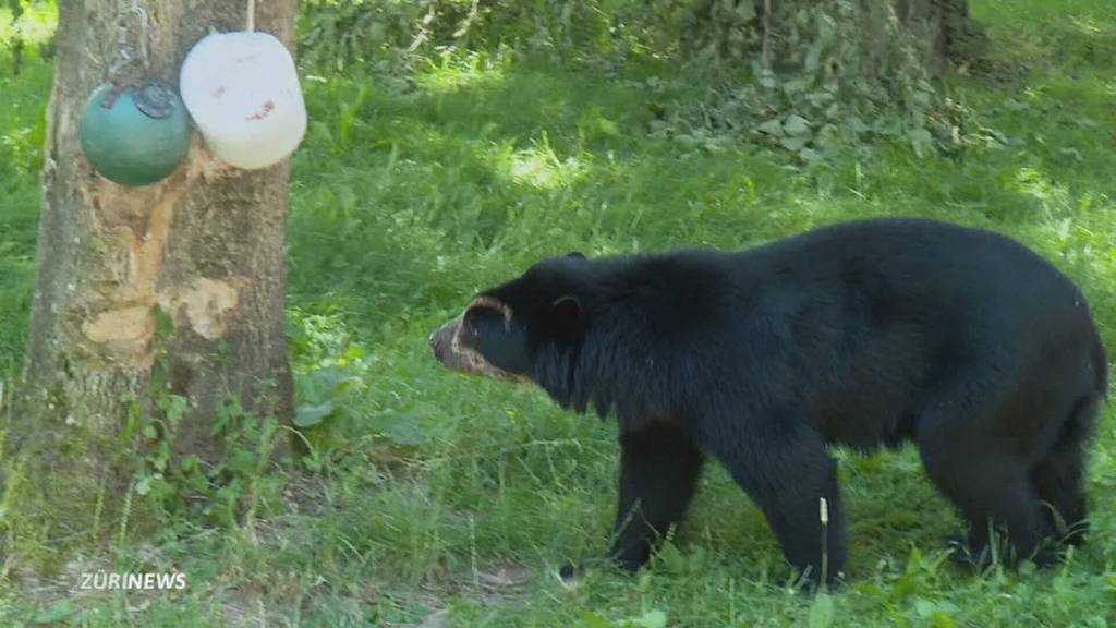 Willkommene Erfrischung: Glace für Brillenbären im Zoo Zürich