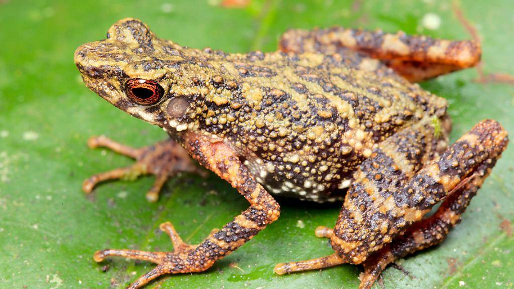 Die neu entdeckte Krötenart lebt auf einem abgelegenen Hochplateau der Insel Borneo. Ein grosser Teil der Artenvielfalt Borneos ist vermutlich noch unbekannt, aber bereits gefährdet.