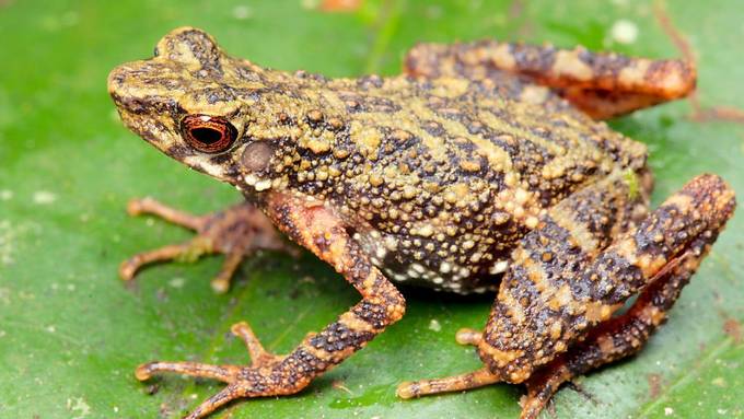 Berner Forscher entdecken neue Krötenart auf Borneo