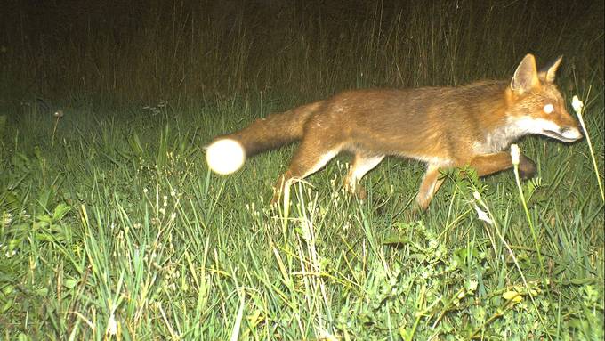 Wildtiere kommen seit zwei Jahren einfach über die Autobahn A4