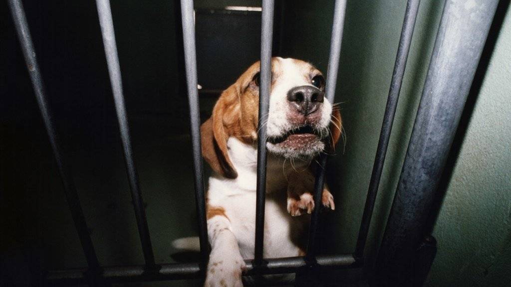 Dieser Beagle wurde für einen Tierversuch in der Pharmaindustrie eingesetzt.