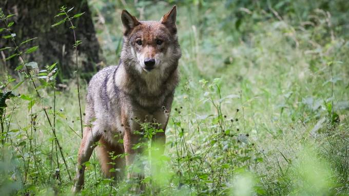 Graubünden will mindestens 35 Wölfe schiessen