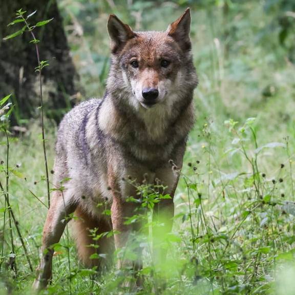 Graubünden will mindestens 35 Wölfe schiessen