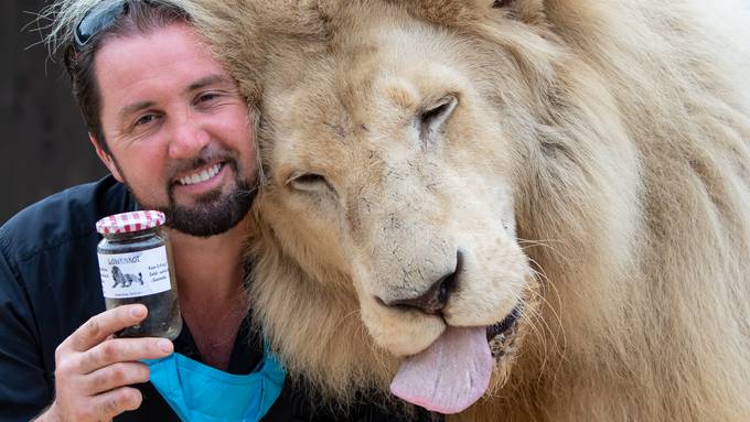 Zirkus verkauft Löwenkot zur Abwehr von Wildtieren