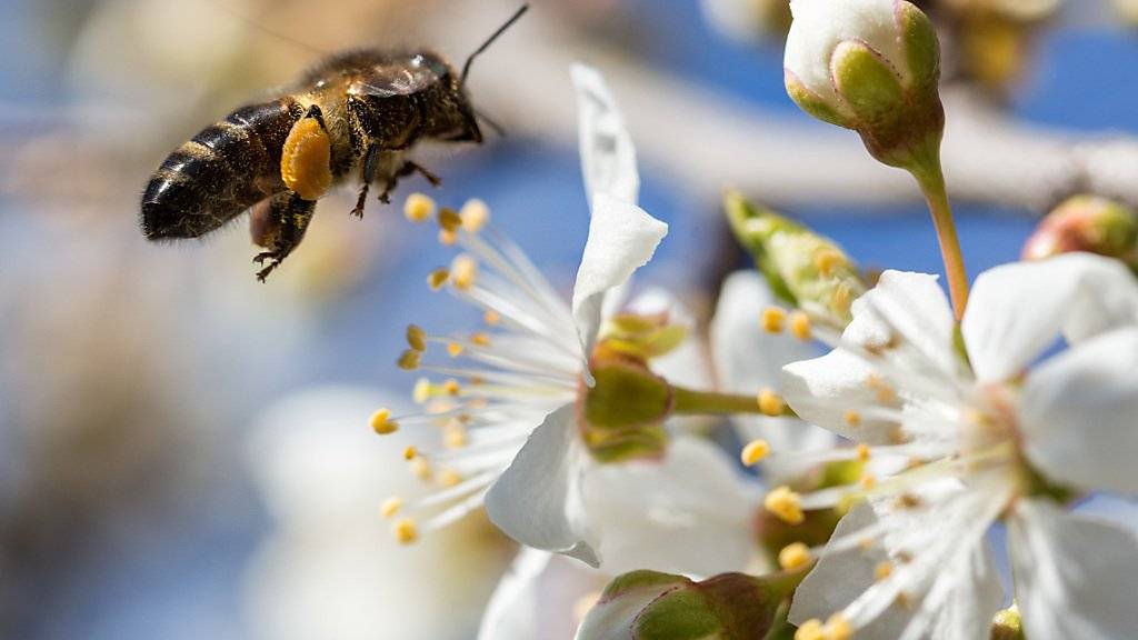 Aldi Suisse will weniger Pestizide bei seinem Schweizer Gemüse und Obst, um damit die Bienen zu schützen. (Archivbild)