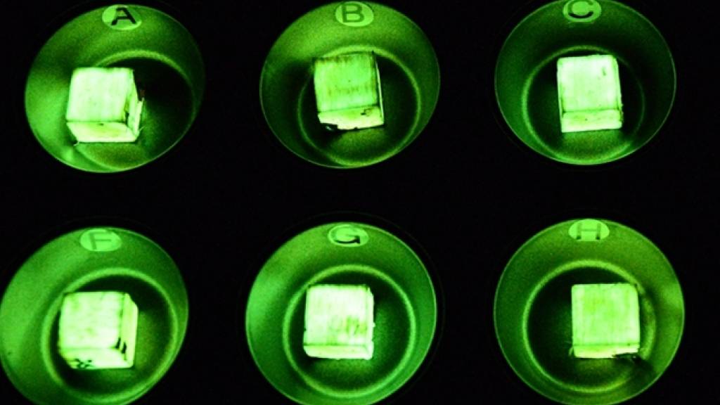 Dank des Pilzes leuchtet das Holz grün auf.