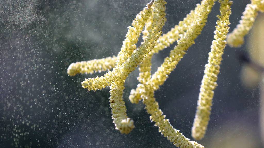 Schlechte Nachrichten für Heuschnupfengeplagte: Die Hasel- und Erlenpollen fliegen los, sobald die Sonne scheint. (Archivbild)