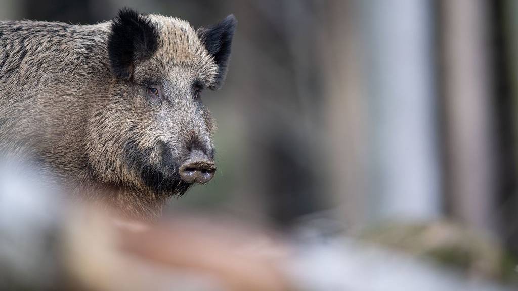 Waren letztes Jahr im Kanton St.Gallen besonders aktiv: Wildschweine.