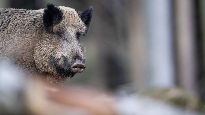 Wildschweine verursachen Schäden in Rekordhöhe