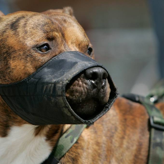 Das geschieht mit beschlagnahmten Hunden im Kanton Zürich