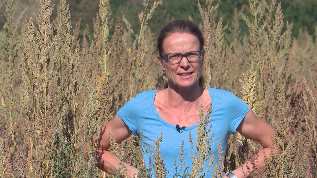 Teil 2: Quinoa
