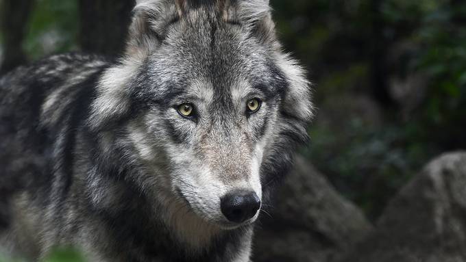 Bei Einsiedeln vermutlich Wolf gesichtet