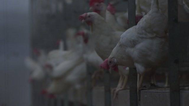 Vogelgrippe in Bern angekommen