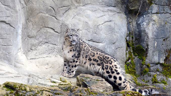 Zoo Zürich ohne Besucher - aber dafür mit Angeboten für Zuhause