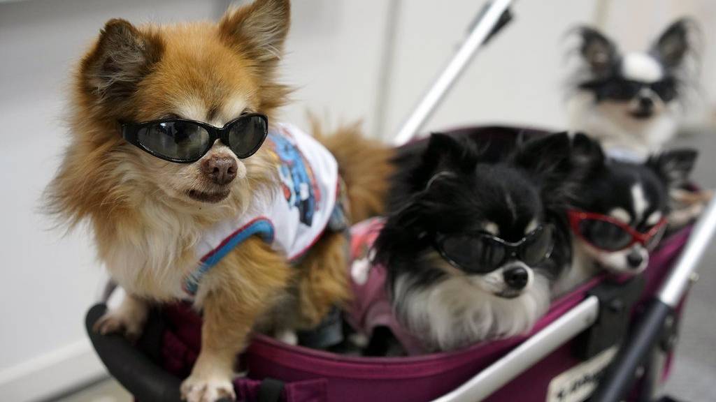 Nicht wie Hunde gehalten: Viele Menschen halten Chihuahuas als Accessoire (Symbolbild).