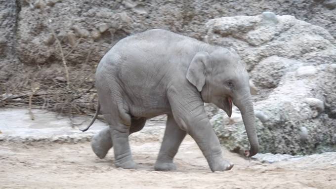 Baby-Elefant Umseh feiert Geburtstag