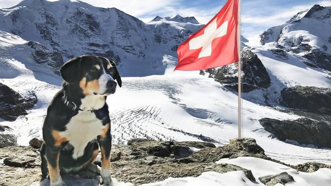 Hunde sollen vor Feuerwerk fliehen