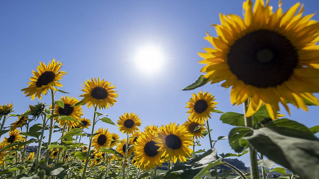 Die Sonne scheint über einem Sonnenblumenfeld Mitte Juli bei Bremgarten AG. (Archivbild)