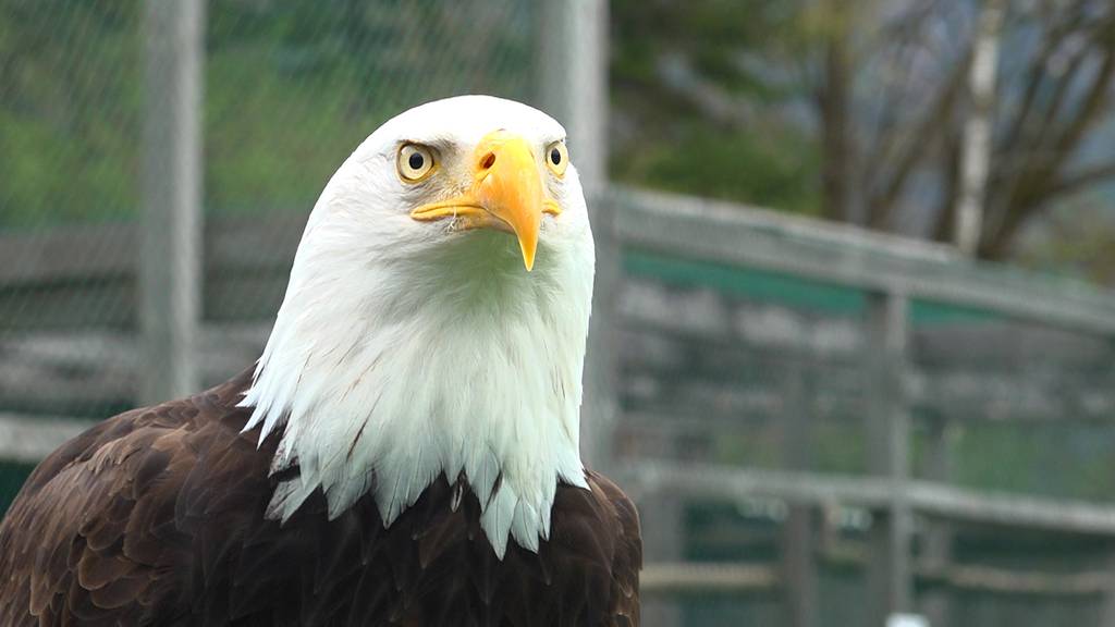 Adler, Strauss und andere Vögel