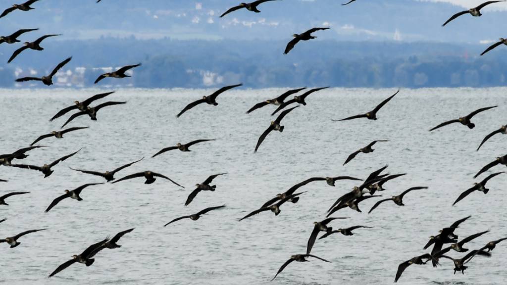 ARCHIV - Hunderte Kormorane fliegen in einem großen Schwarm über den Bodensee, um sich mit anderen Schwärmen zu sammeln. Die Zahl der Tiere steigt immer weiter an. Foto: Felix Kästle/dpa