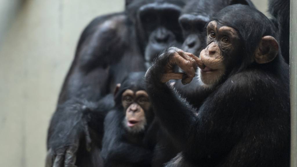 Schimpansen schlafen länger, wenn sie in einer Gruppe sind. (Archivbild)