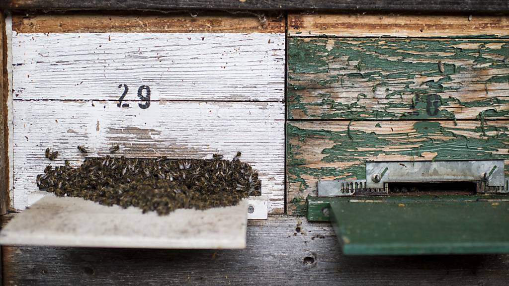 Ein Bienenhaus in Kriens beschäftigt die Justiz seit einem Jahrzehnt. (Symbolbild)