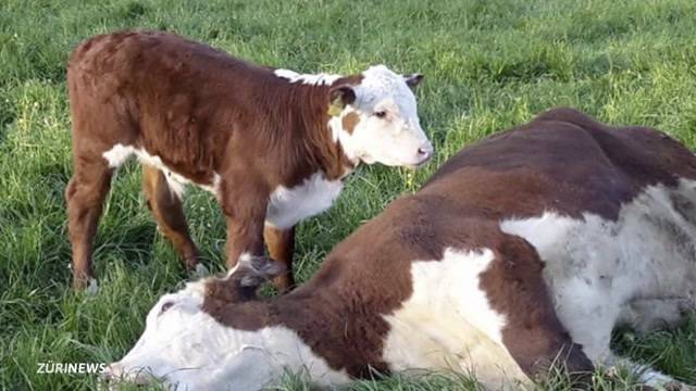 Vegetarier kritisieren Hype um tote Kuh