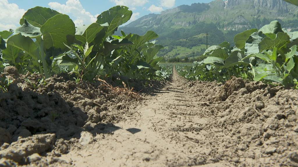 Extreme Trockenheit: Im Rheintal und Werdenberg fehlt der Regen