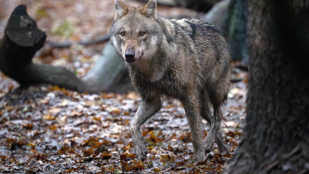 Ein mit einem GPS-Sender ausgestatteter Wolf legte in der Schweiz auf dem Land und zu Wasser riesige Strecken zurück. (Symbolbild)