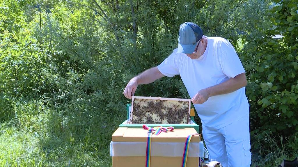 120 Kilo Honig weg: Diebe räumen Bienenstöcke leer