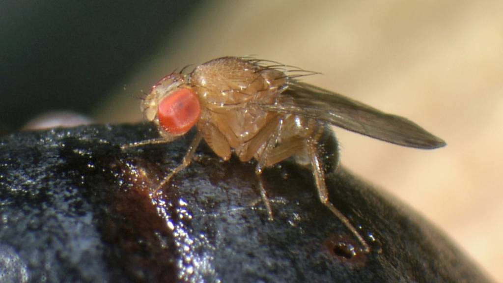 Die invasive Kirschessigfliege Drosophila suzukii ist ein Schädling, für den eine Bekämpfung mittels Gene Drives in Betracht gezogen wird. Agroscope hat die Risikoabwägung dieser Methode vorgenommen und kommt zum Schluss, dass genug Know-How für eine ungefährliche Anwendung vorhanden ist. (zVg).
